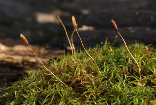 Image of dicranoweisia moss