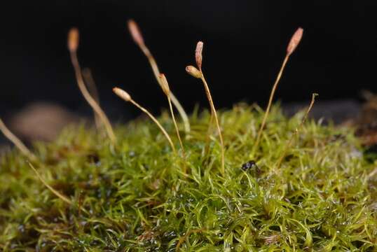 Image of dicranoweisia moss