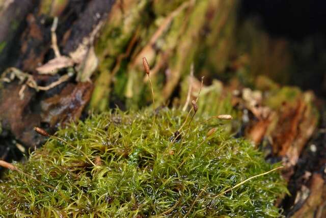 Image of dicranoweisia moss