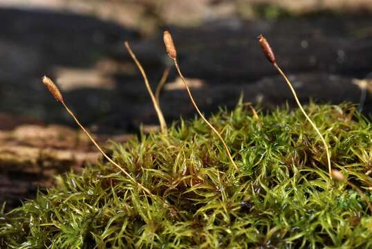 Image of dicranoweisia moss