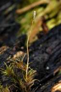 Image of dicranoweisia moss