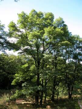 Plancia ëd Robinia