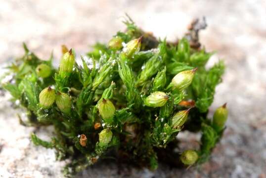 Image of orthotrichum moss