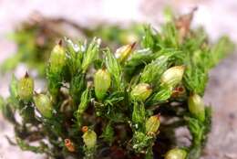 Image of orthotrichum moss