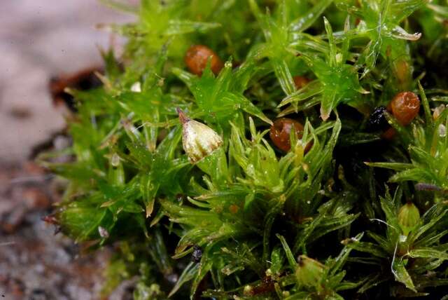 Image of orthotrichum moss