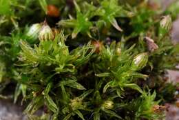 Image of orthotrichum moss