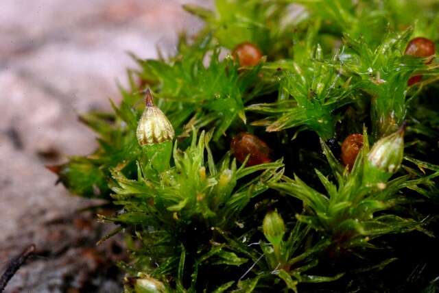 Image of orthotrichum moss