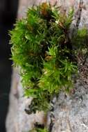 Image of orthotrichum moss