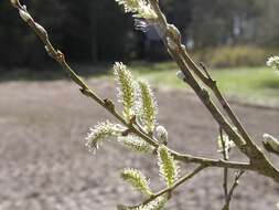 Image of willow family