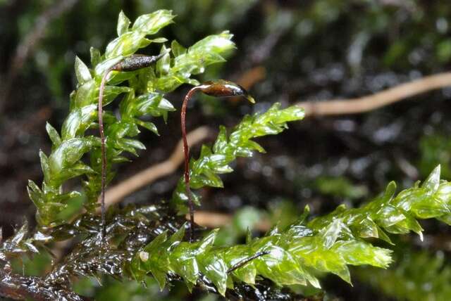 Image of <i>Rhynchostegium riparioides</i>