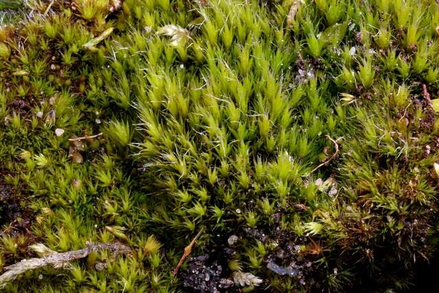 Image of campylopus moss