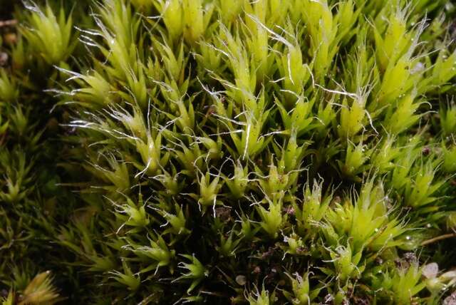 Image of campylopus moss