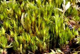 Image of campylopus moss