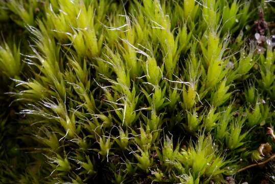 Image of campylopus moss