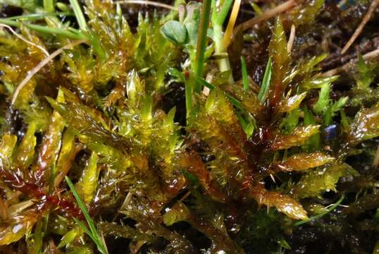 Image of calliergonella moss