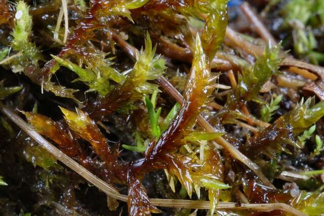 Image of calliergonella moss