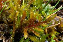 Image of calliergonella moss