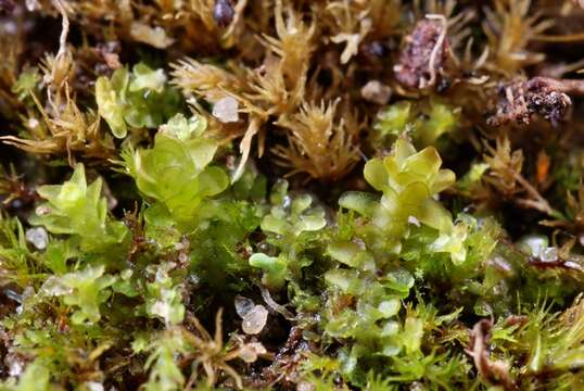 Image of Diplophyllum obtusifolium (Hook.) Dumort.