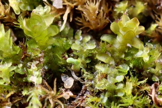 Image of Diplophyllum obtusifolium (Hook.) Dumort.