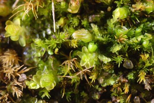 Image of Blunt-leaved Earwort