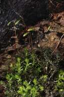 Image of mnium calcareous moss