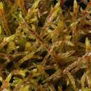 Image of Schreber's big red stem moss