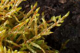 Image of big red stem moss