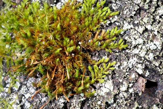 Image of zygodon moss