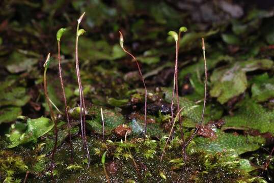 Image of Amblystegiaceae