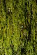 Image of hypnum moss