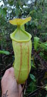 Image de Nepenthes latiffiana