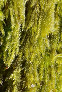 Image of hypnum moss