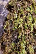 Image of racomitrium moss