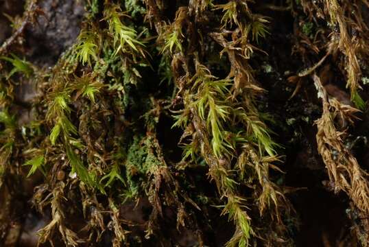 Image de Racomitrium fasciculare Bridel 1819