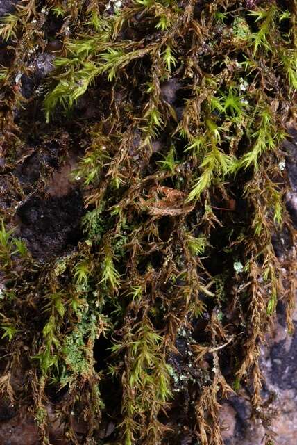 Image of racomitrium moss