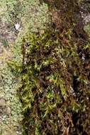 Image of racomitrium moss