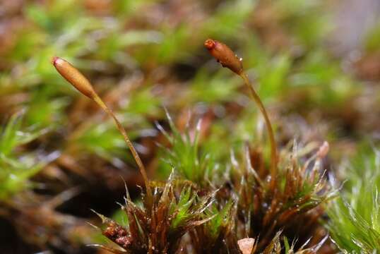 Image de Racomitrium heterostichum Bridel 1819