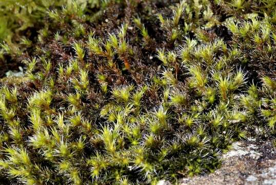 Image de Racomitrium heterostichum Bridel 1819