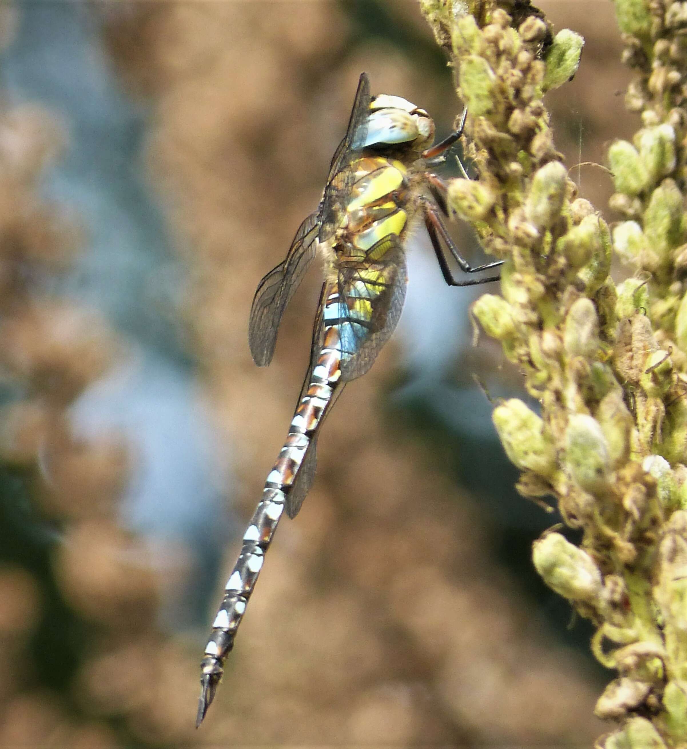 Image of Migrant Hawker