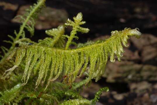 Image of ptilium moss