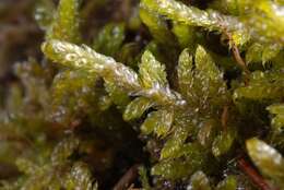 Image of hypnum moss