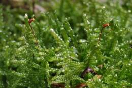 Image of hypnum moss