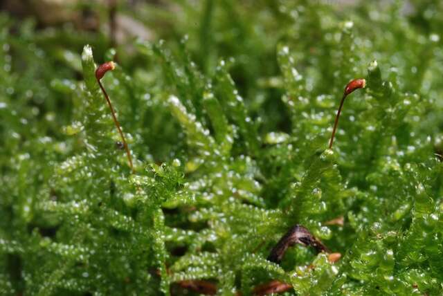 Image of hypnum moss