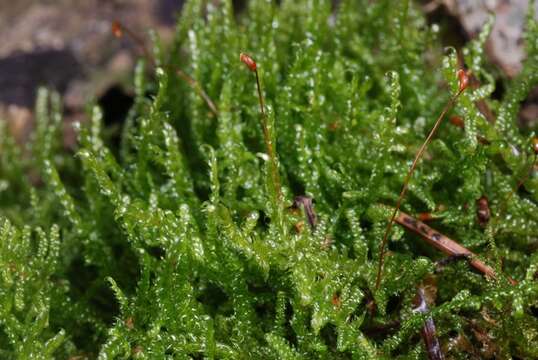 Image of hypnum moss