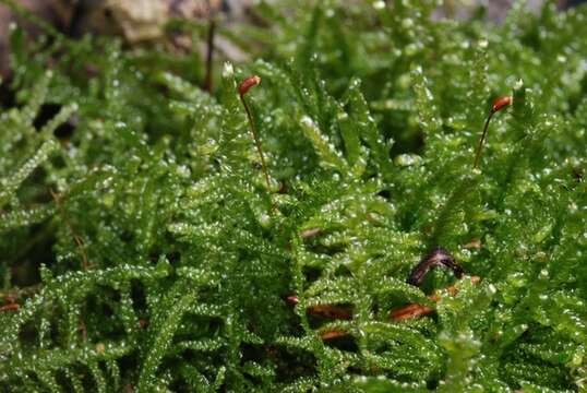 Image of hypnum moss