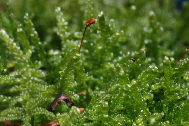 Image of hypnum moss