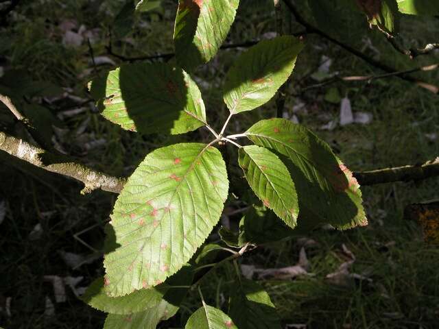 Image of Common Whitebeam and Allies