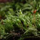 Image of larger mouse-tail moss