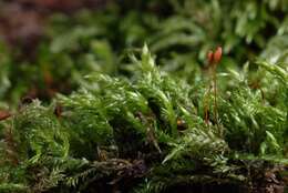 Image of isothecium moss