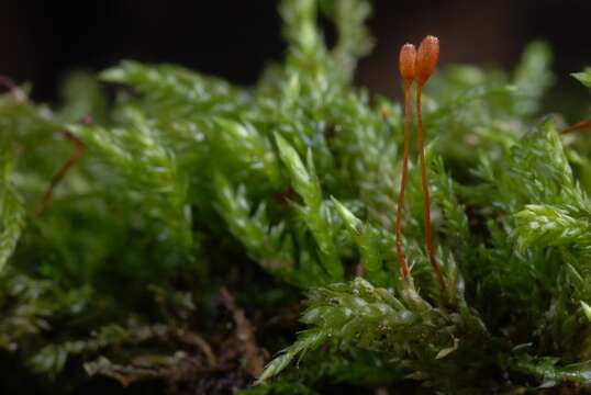 Image of isothecium moss